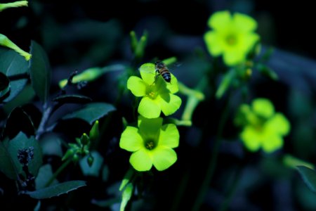 You're the reason MY flowers fail to exist! Lets "bug" you.