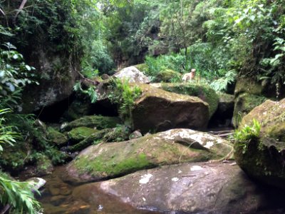 Local próximo à Cachoeira da Borboleta. Ao fundo, meu cachorro Duke.