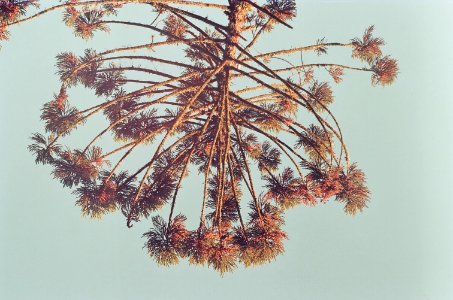 lonerism