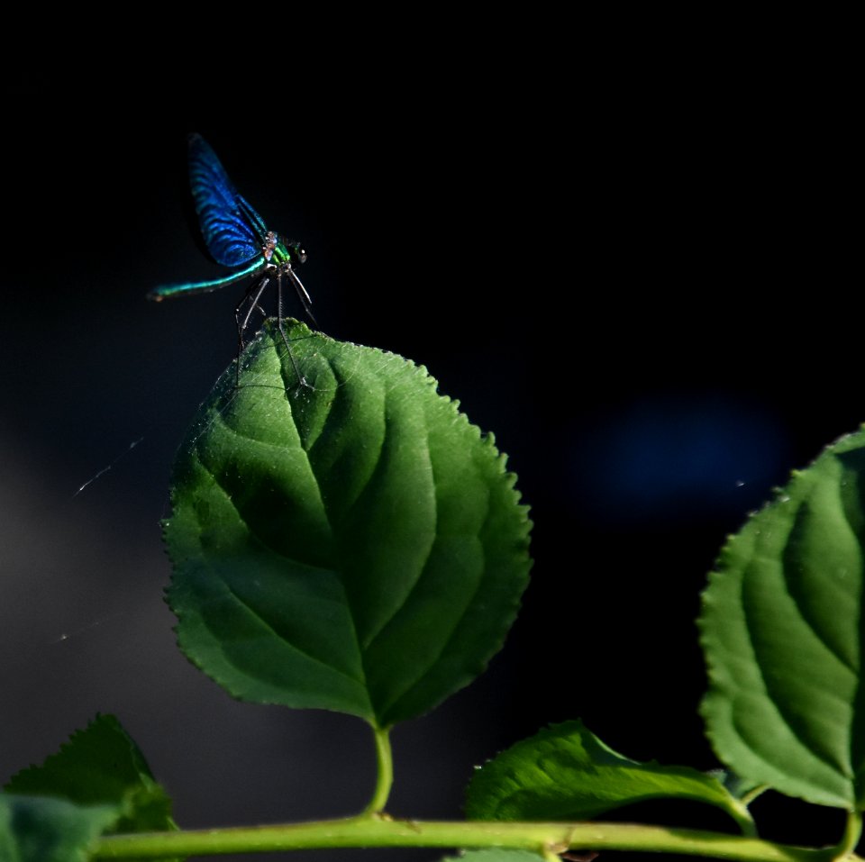 libellule 08.07.2018