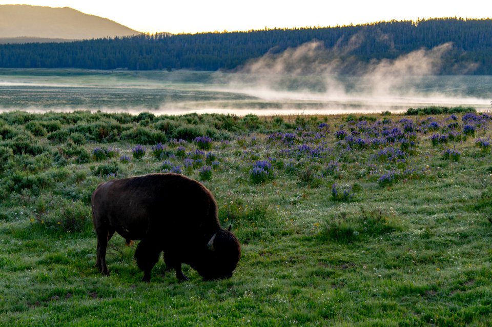 Bison