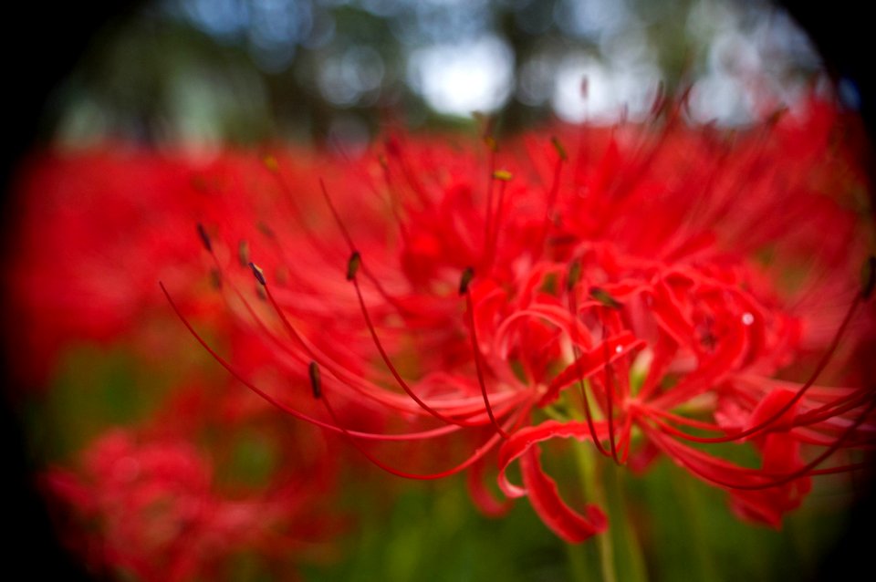 Red spider lily photo