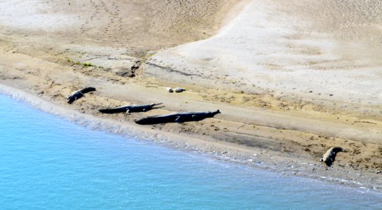 Alligators and crocks on the beach, Bardia national park photo