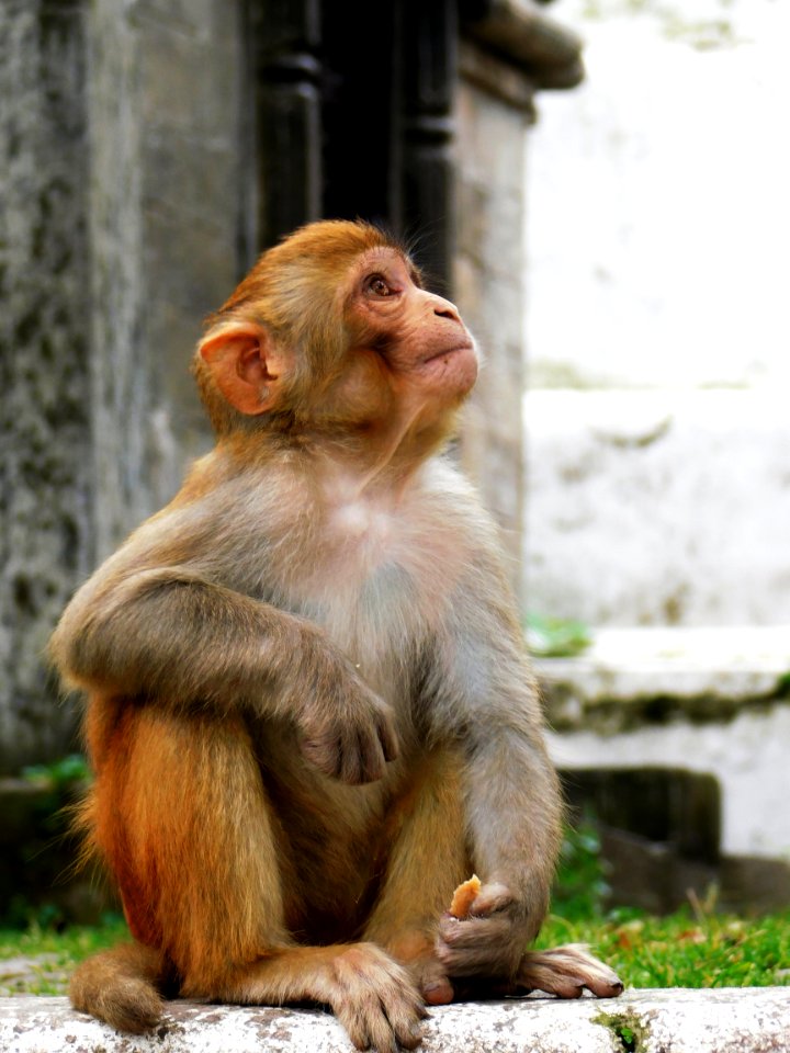 Shree Pashupatinath Temple