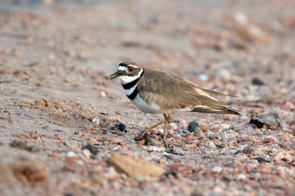 Killdeer on beach II