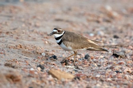 Killdeer on beach II photo