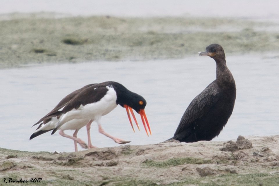 dancing IV - American Oystercatchers