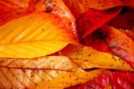 2008-11-16-Bures-Couleurs
