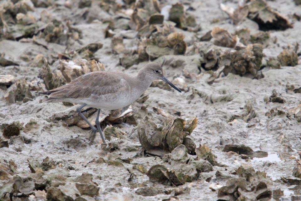 Willet amoung oysters