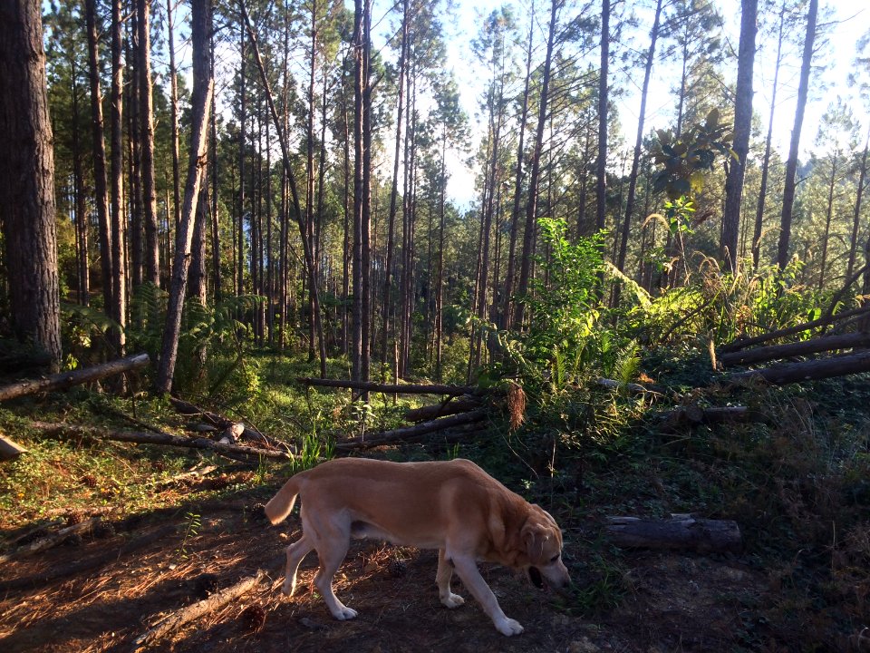 Duke passeando livremente no Caminho do Meio.