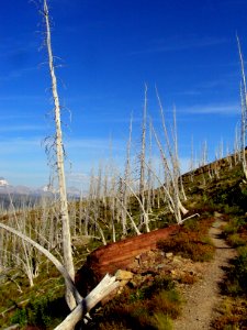 Ghost forest along trail