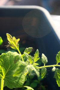 L'affrontement entre Cornichon et Tomate photo