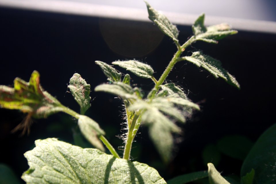 Le réveil de la tomate