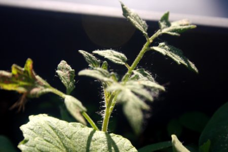 Le réveil de la tomate