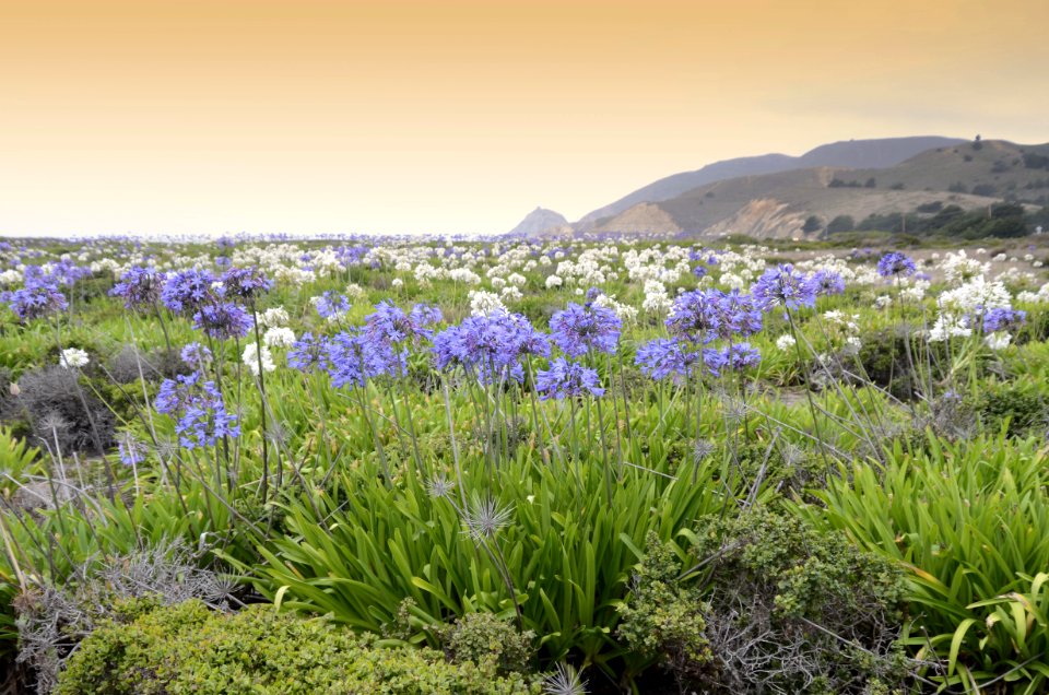Blooms, Sunset, near Half Moon Bay California