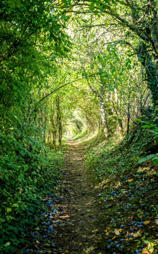 Tunnel aux quetsches