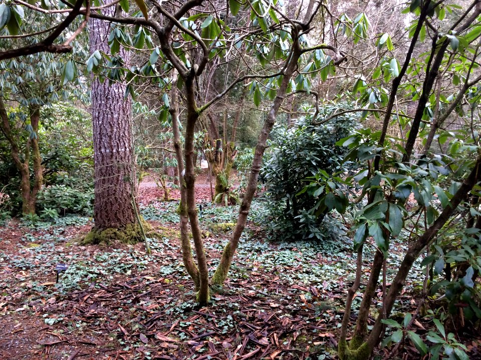 Cyclamen Dots the Understory