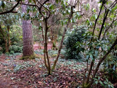 Cyclamen Dots the Understory