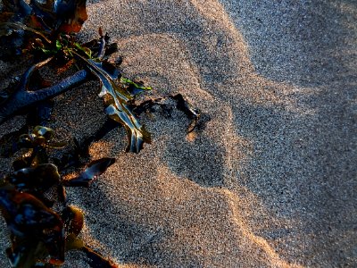 Seaweed