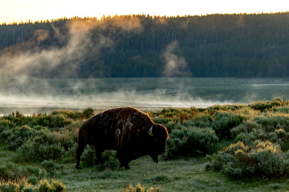 Bison