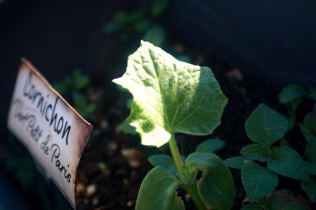 Étiquetage du cornichon photo