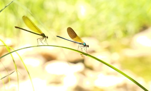 Libellules 07.07.2019