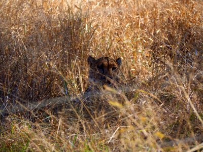 Cheetah photo