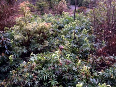 The Loie Benedict Legacy Garden