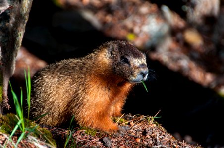 Marmot photo