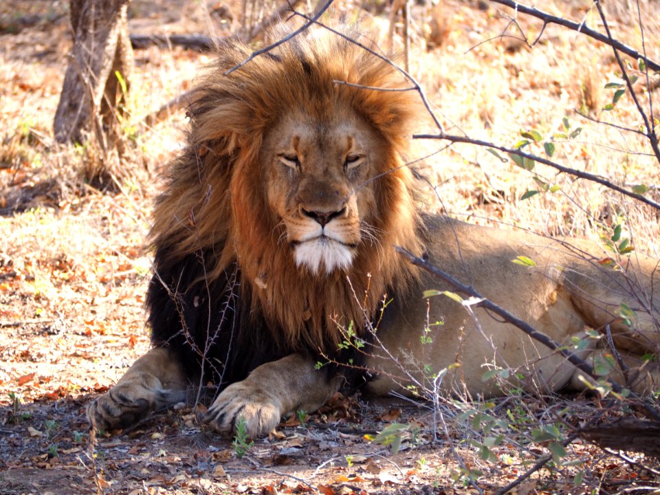 Lion