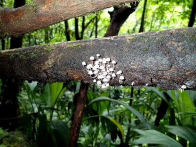 Tropical forest Dominica