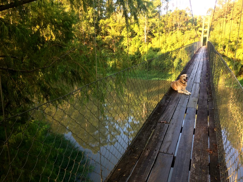 Duke na ponte pênsil em Dalbérgia.