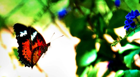 Cambodian butterfly