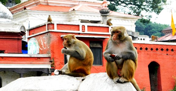 Shree Pashupatinath Temple