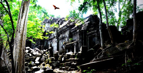 Flying fox, Beng mealea jungle temple