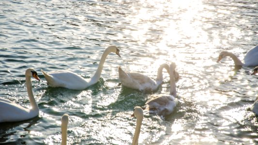 Cygnes au coucher de soleil photo