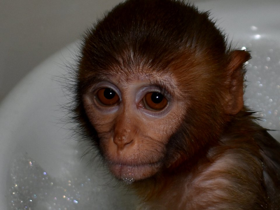 My monkey NANY loves having a hot bath