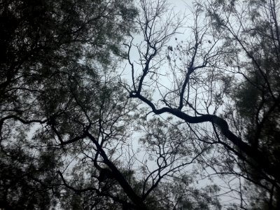 Trees in a rainy day