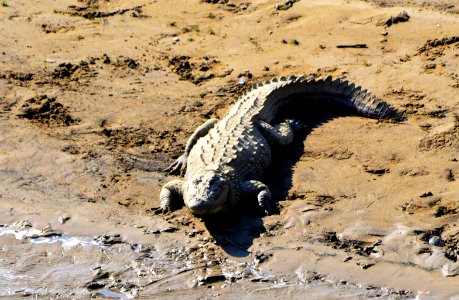 Alligator on the beach photo