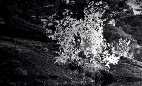 Burning bush