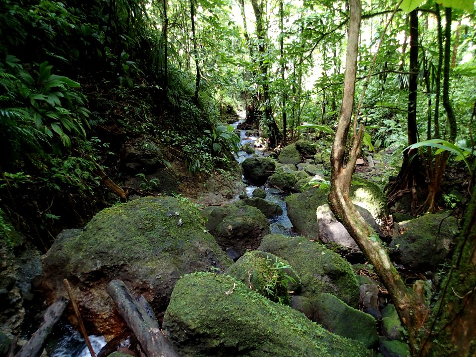 Tropical forest Dominica