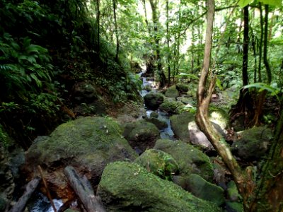 Tropical forest Dominica