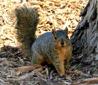 Staying in the Shade photo