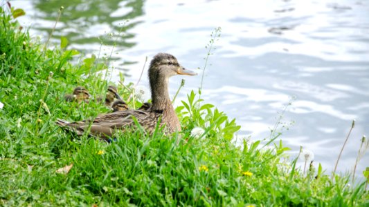 Petite famille canard le long du quai