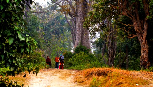 You never walk alone in tiger land..... Bardia National park photo