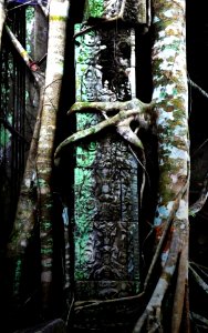 Jungle octopus,  beng mealea