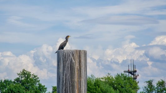Grand Cormoran surveillant la frontière