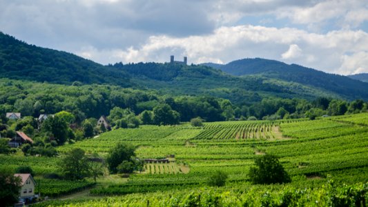 Le château du Haut-Andlau et ses thals