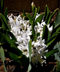 White Hyacinth in Bloom photo
