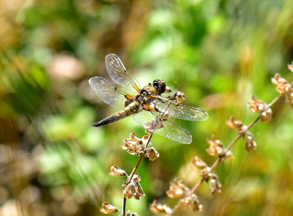 Libelula